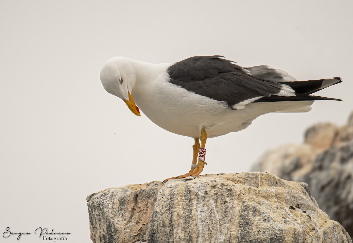 Gaviota de Cortés - ML620126689