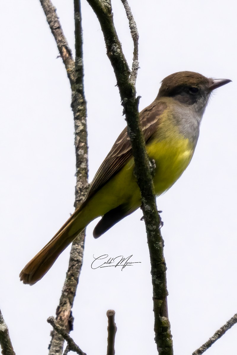 Great Crested Flycatcher - ML620126690