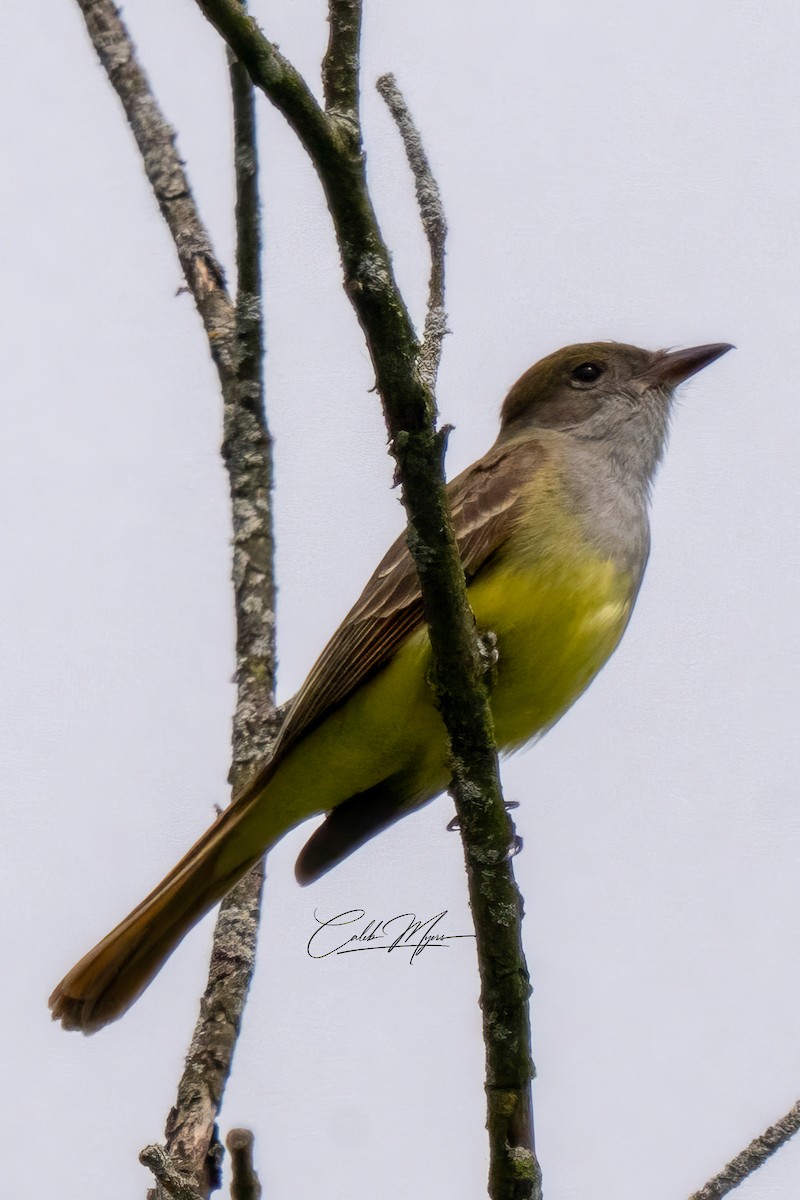 Great Crested Flycatcher - ML620126691
