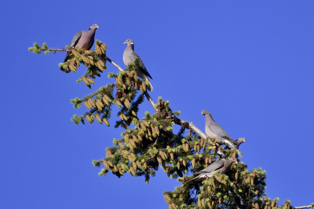 Band-tailed Pigeon - ML620126700