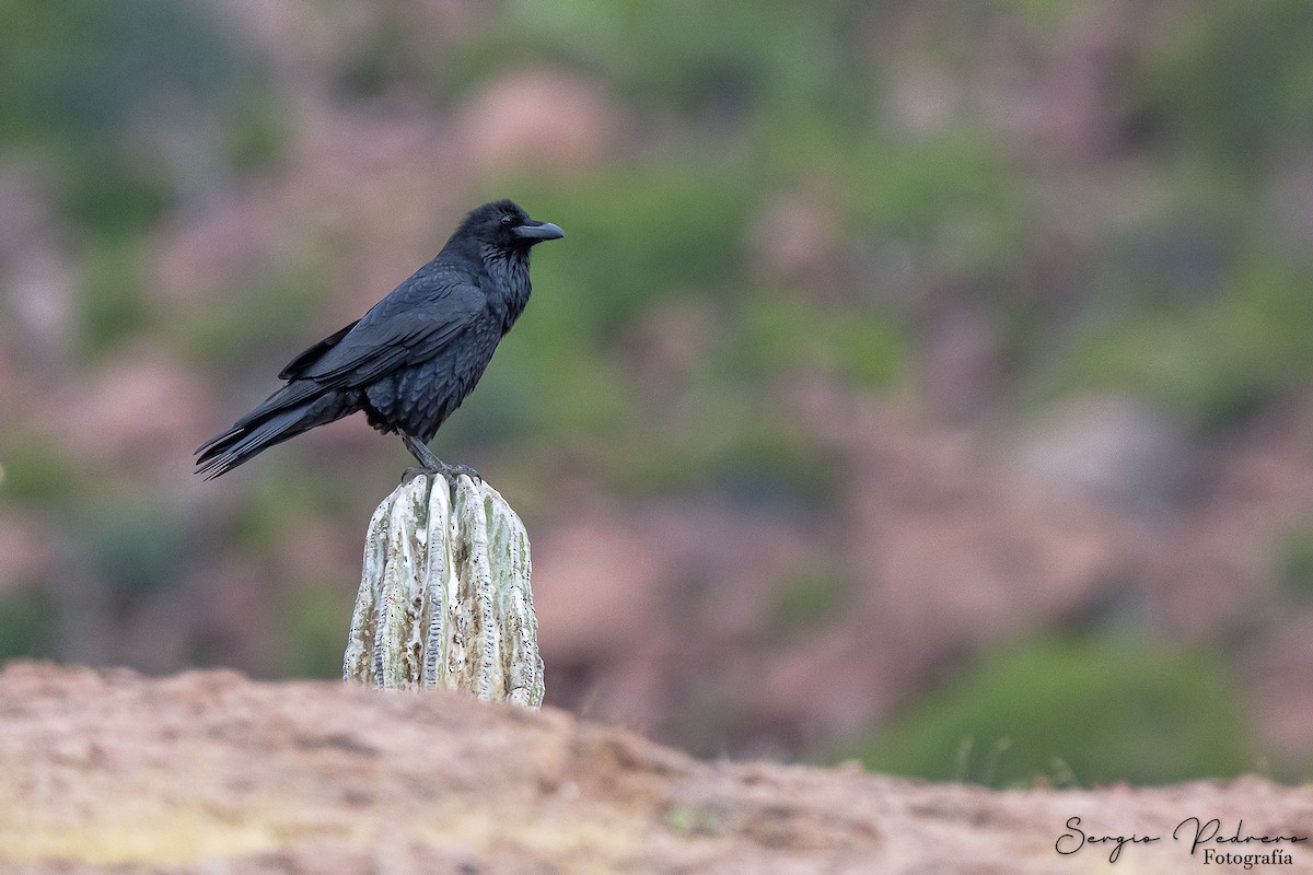 Common Raven - ML620126701