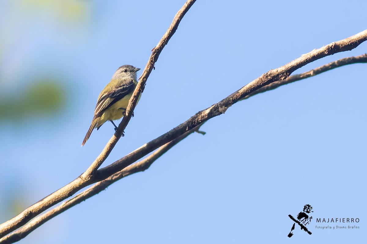Yellow-crowned Tyrannulet - ML620126708