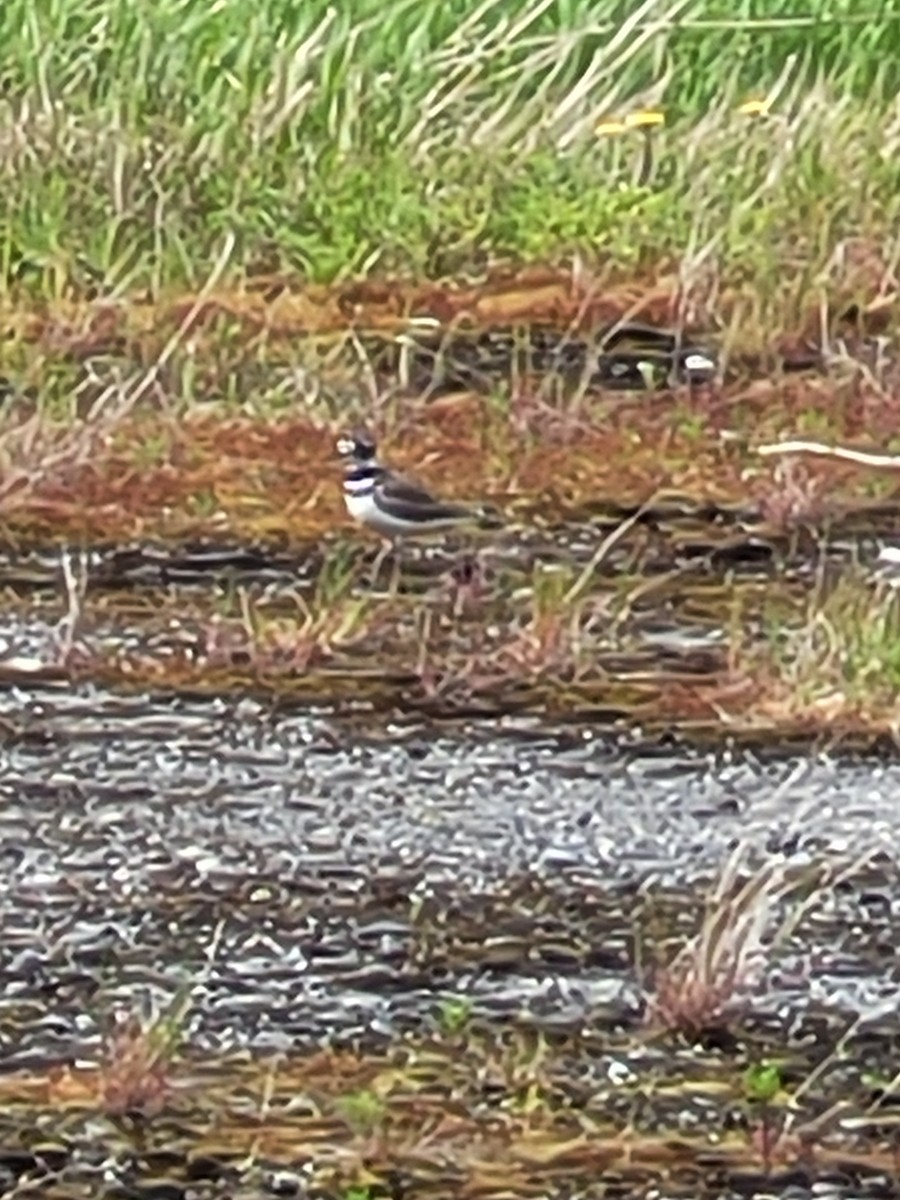 Killdeer - ML620126709