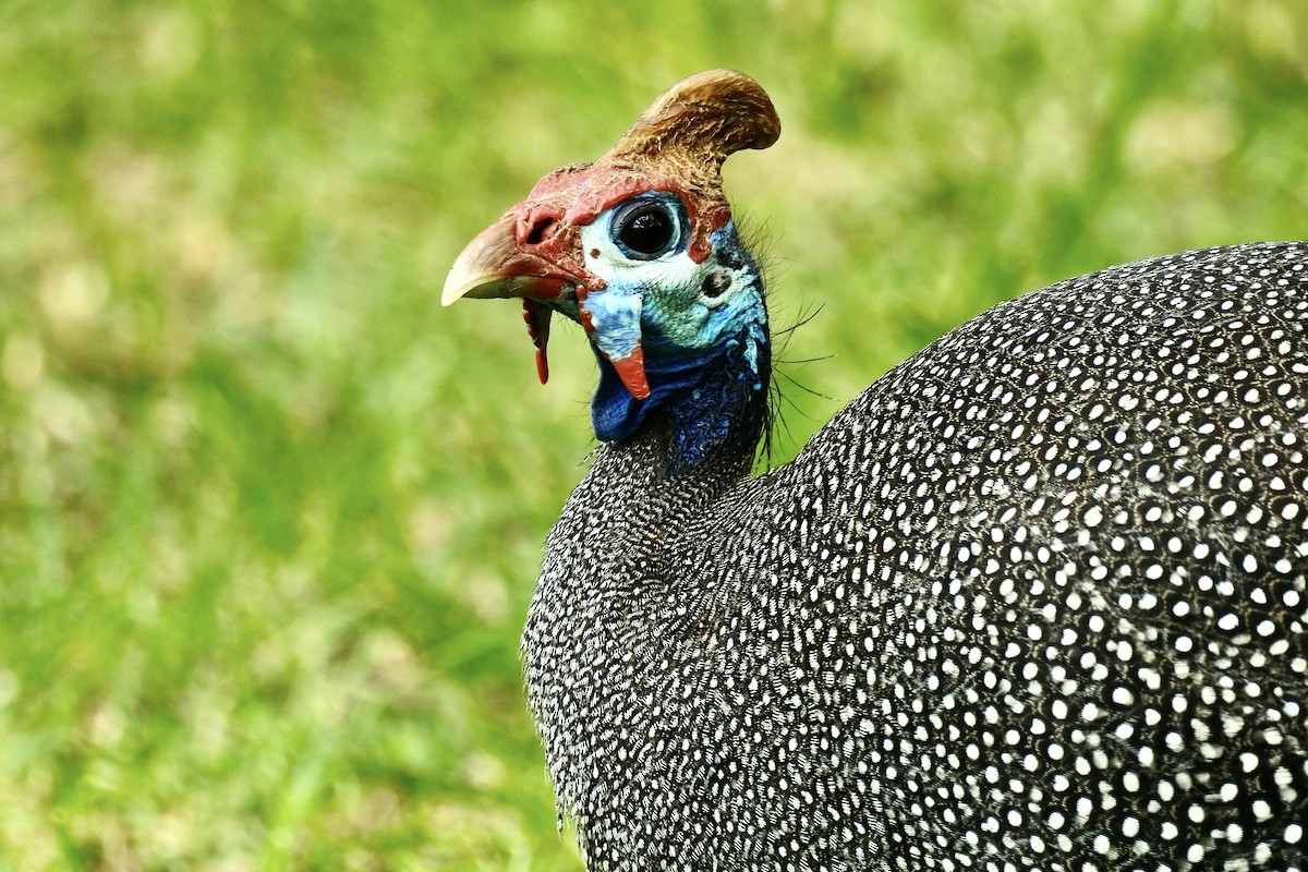 Helmeted Guineafowl - ML620126719