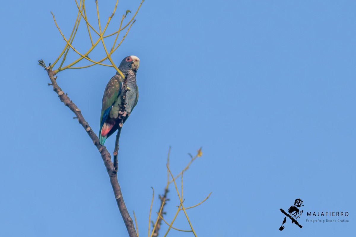 White-crowned Parrot - ML620126720