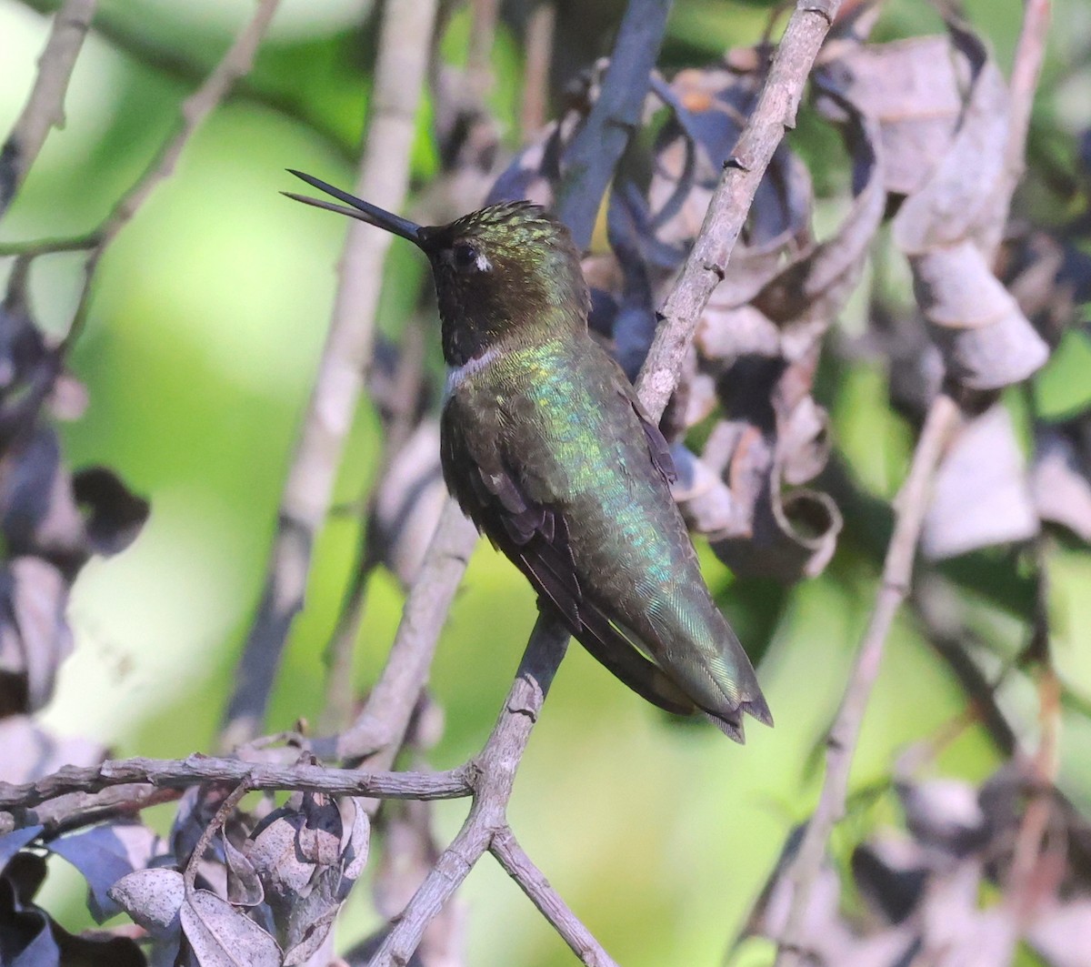 Black-chinned Hummingbird - ML620126731