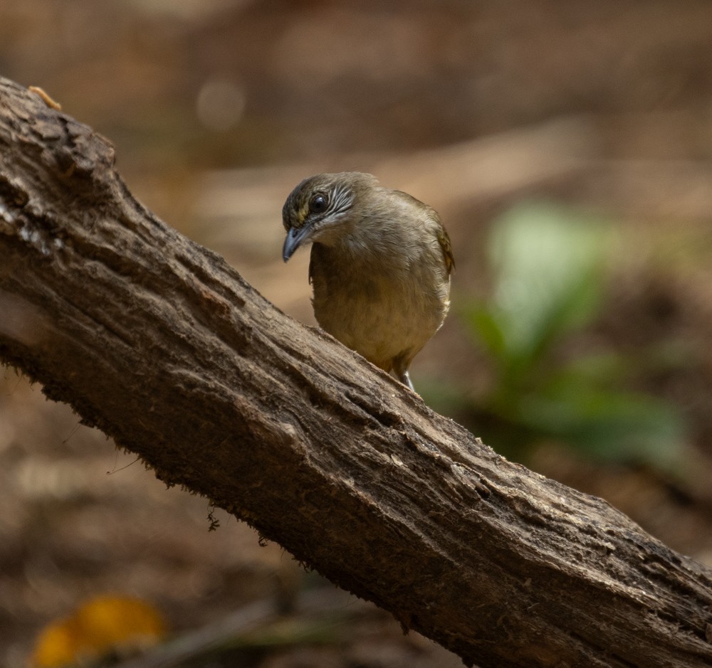 Bulbul de Blanford Oriental - ML620126750