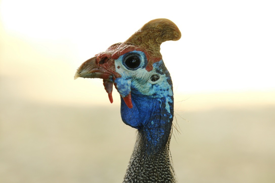 Helmeted Guineafowl - ML620126751