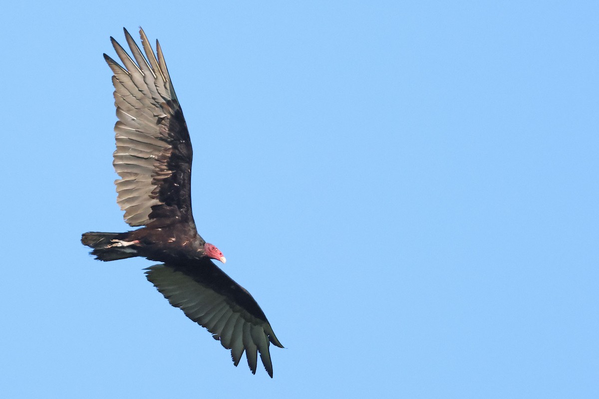Turkey Vulture (Northern) - ML620126755