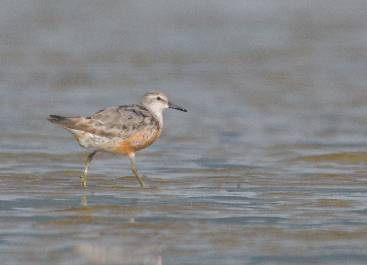 Red Knot - ML620126769