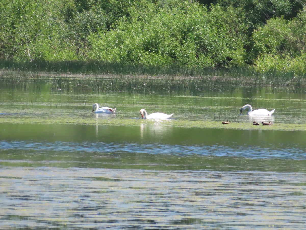 Cygne tuberculé - ML620126776