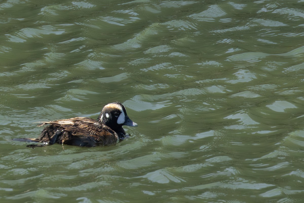 Harlequin Duck - ML620126780