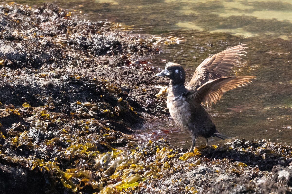 Harlequin Duck - ML620126781