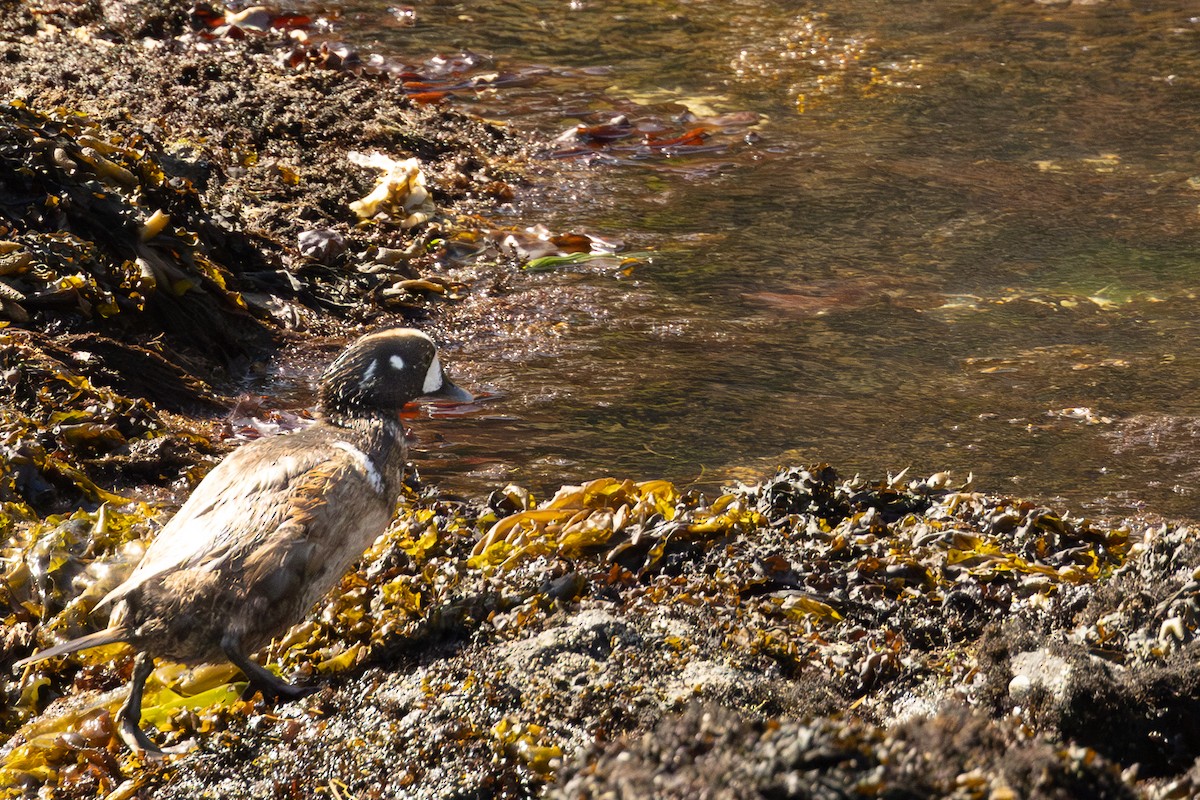 Harlequin Duck - ML620126782