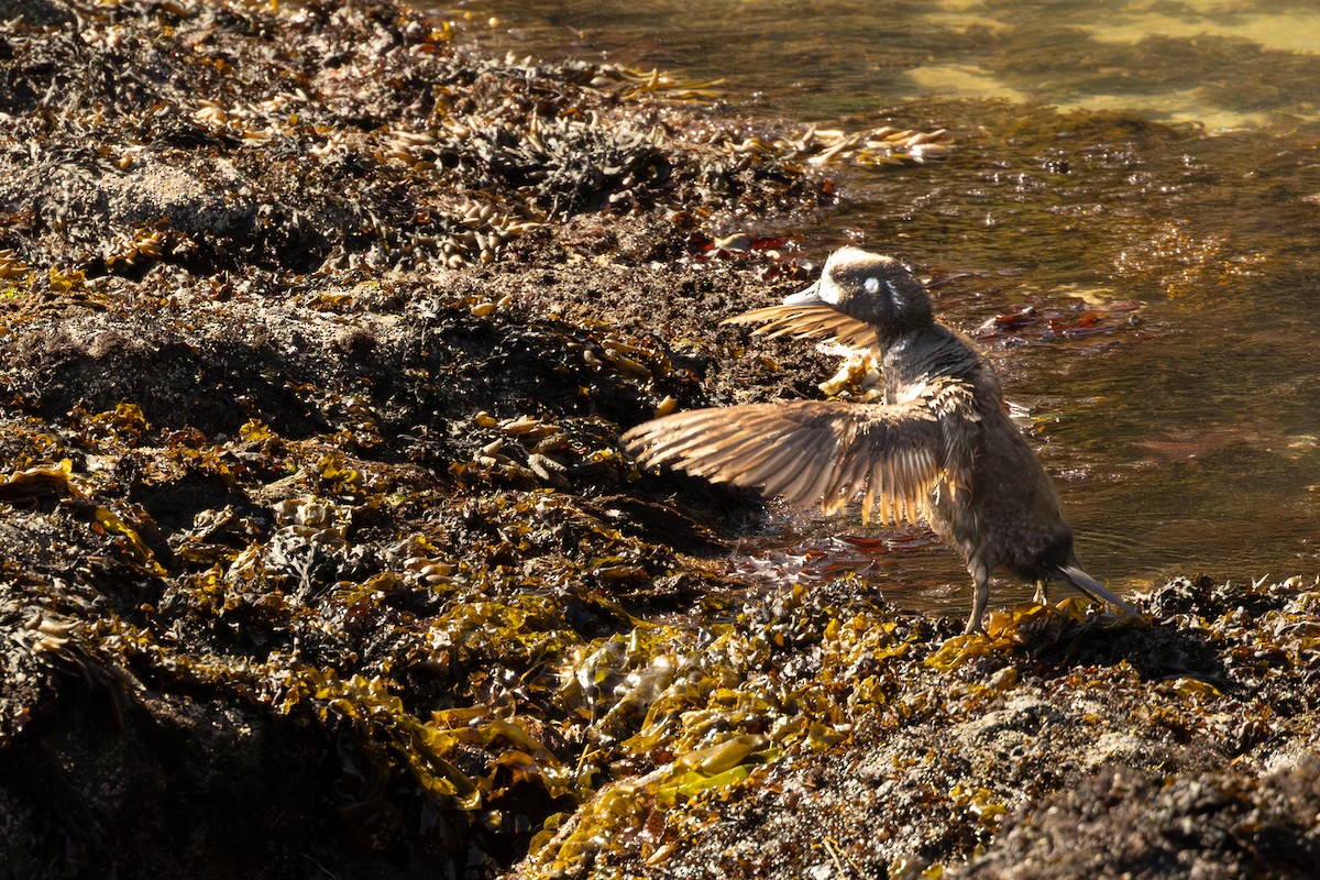 Harlequin Duck - ML620126783