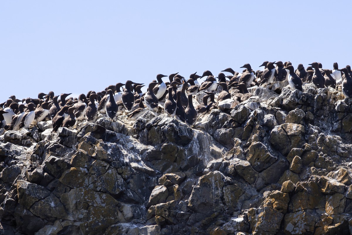 Common Murre - ML620126788