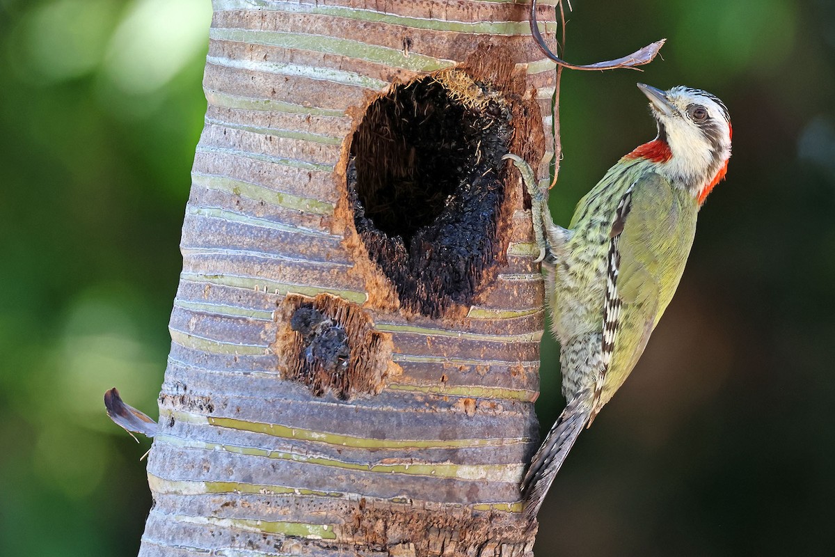 Cuban Green Woodpecker - ML620126812