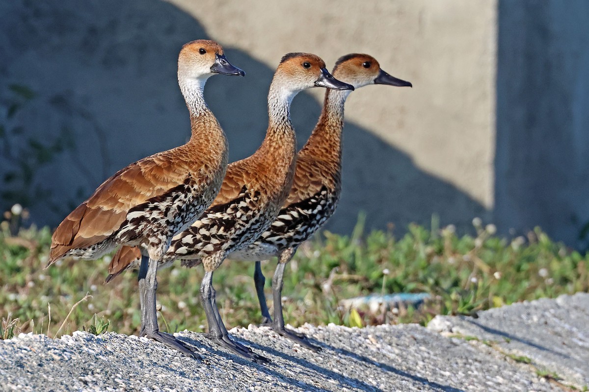 West Indian Whistling-Duck - ML620126820