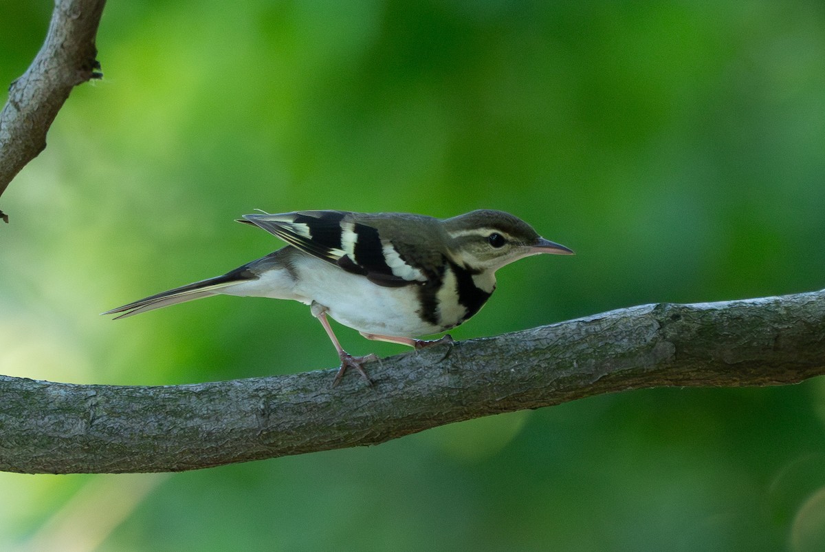 Forest Wagtail - ML620126833