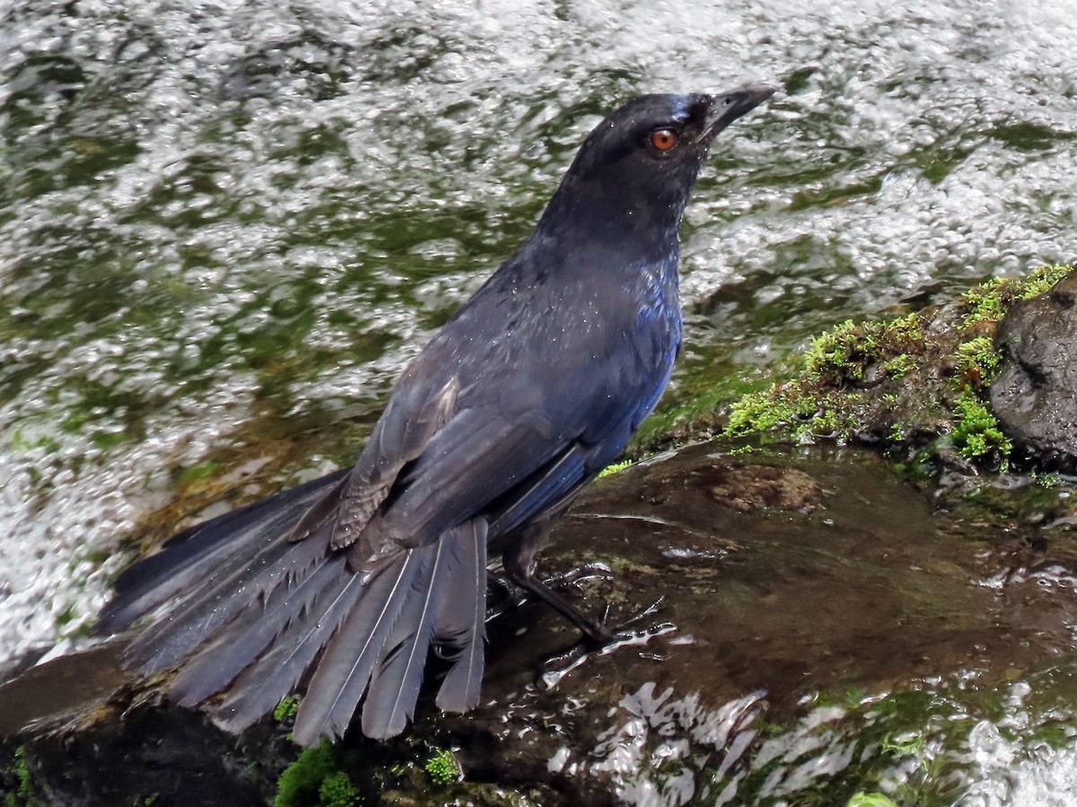 Тайваньская синяя птица - ML620126835