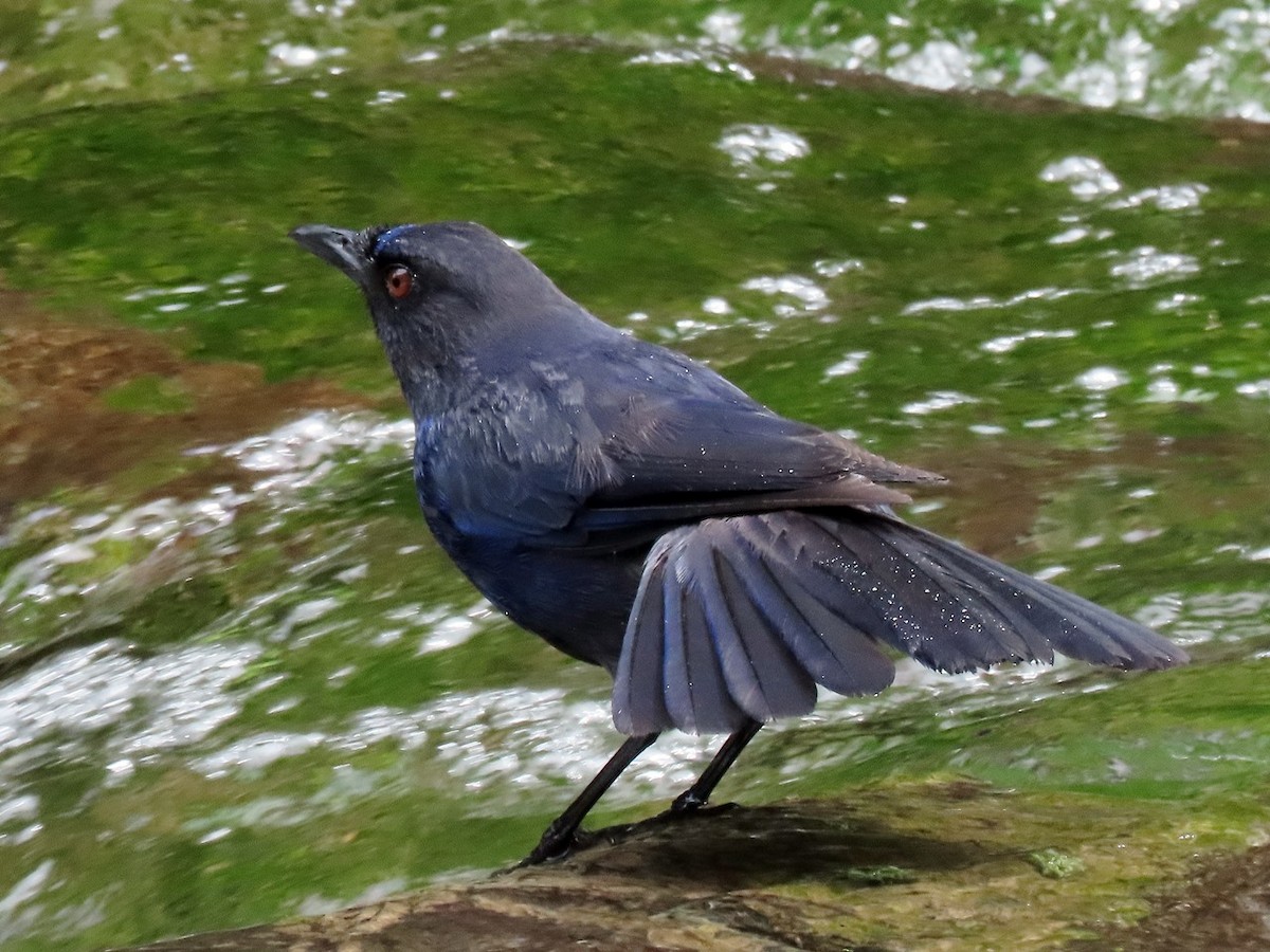 Тайваньская синяя птица - ML620126836