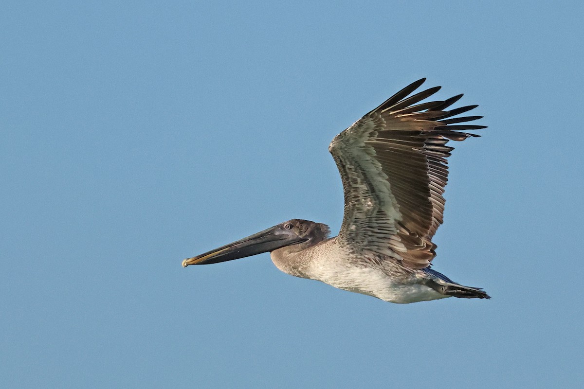 pelikán hnědý (ssp. occidentalis/murphyi) - ML620126847