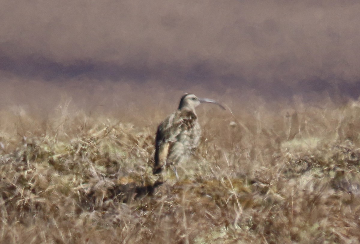 Bristle-thighed Curlew - ML620126855