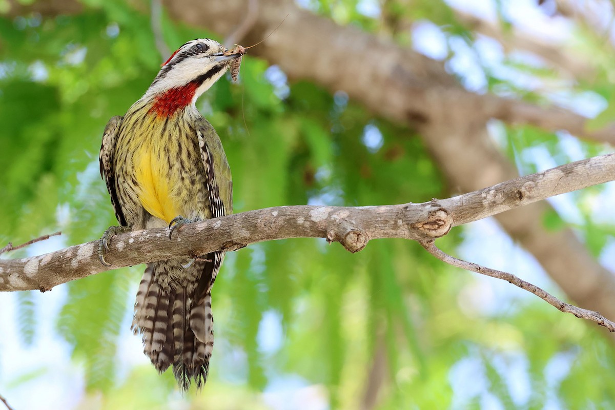 Cuban Green Woodpecker - ML620126874