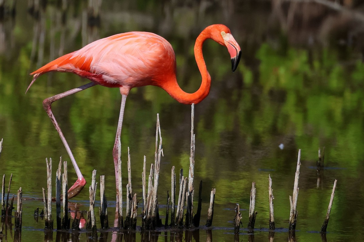 Amerika Flamingosu - ML620126909