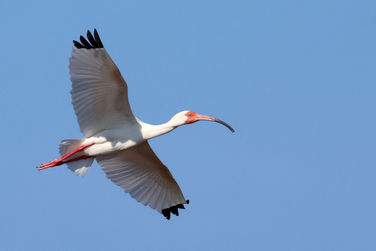 ibis bílý - ML620126928
