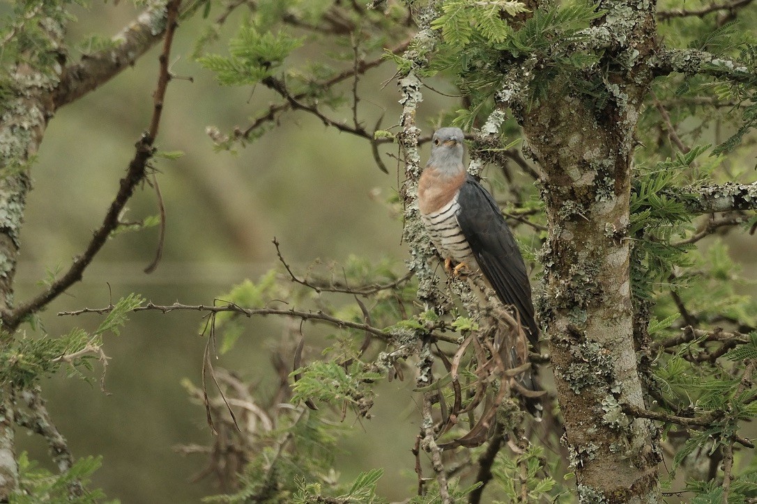 Red-chested Cuckoo - ML620126935