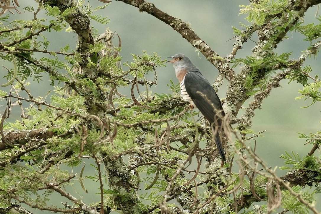 Red-chested Cuckoo - ML620126937