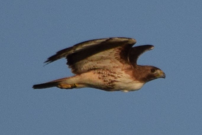 Red-tailed Hawk - ML620126942
