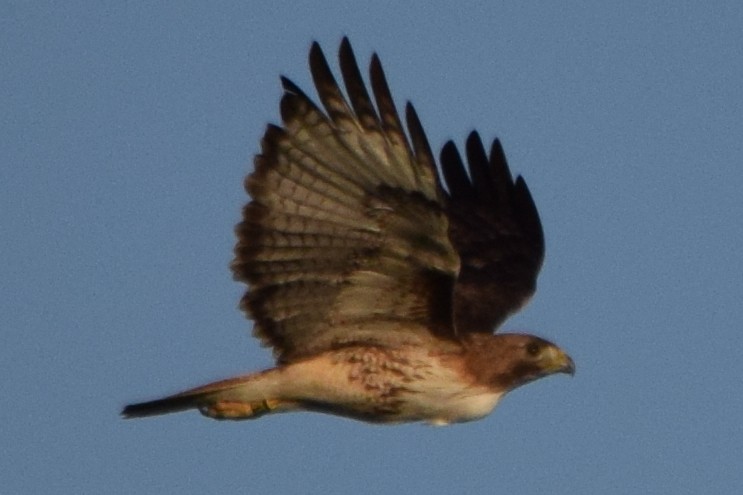 Red-tailed Hawk - ML620126943