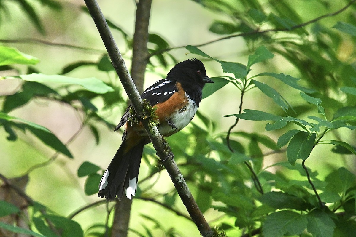 Spotted Towhee - ML620126962
