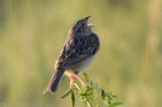 Grasshopper Sparrow - ML620126980