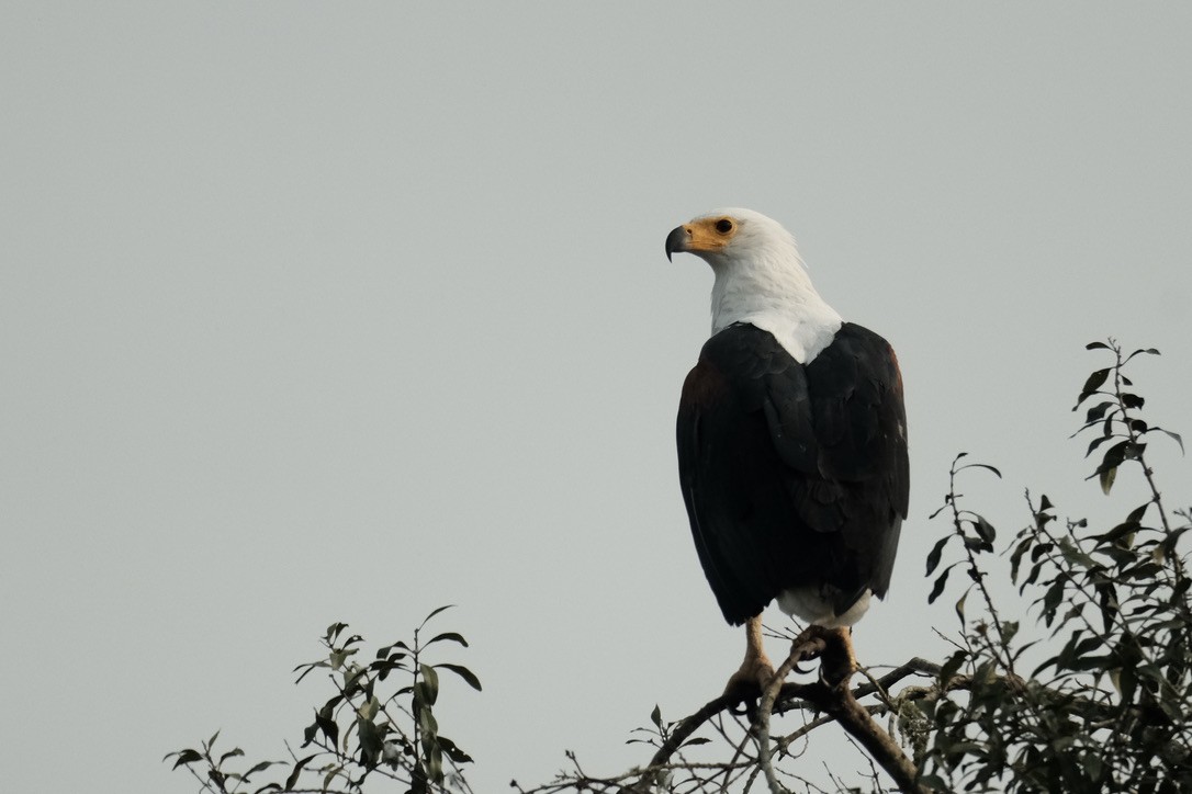 African Fish-Eagle - ML620126988