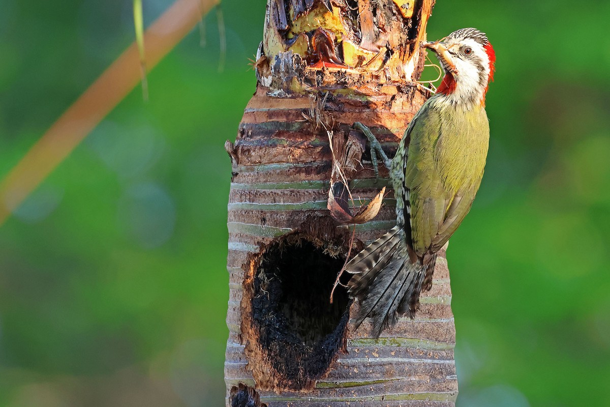 Cuban Green Woodpecker - ML620126990