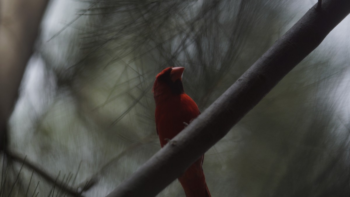 Cardinal rouge - ML620127028