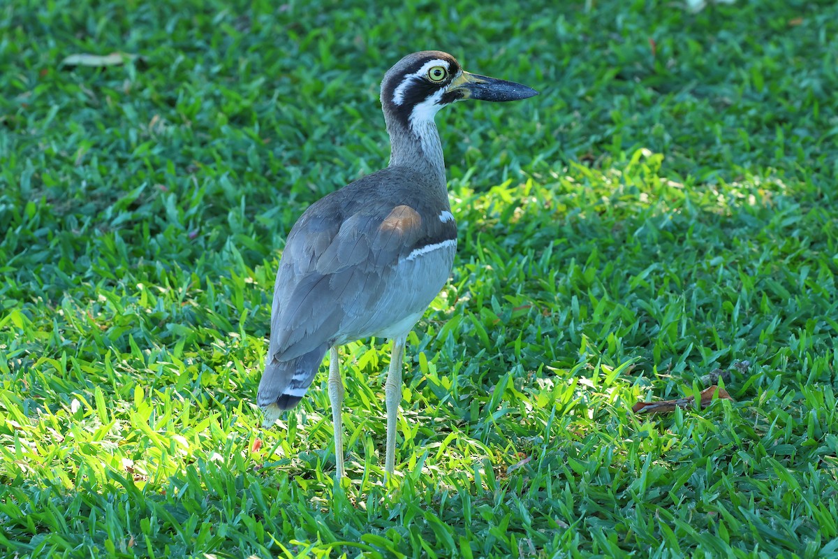 Beach Thick-knee - ML620127036