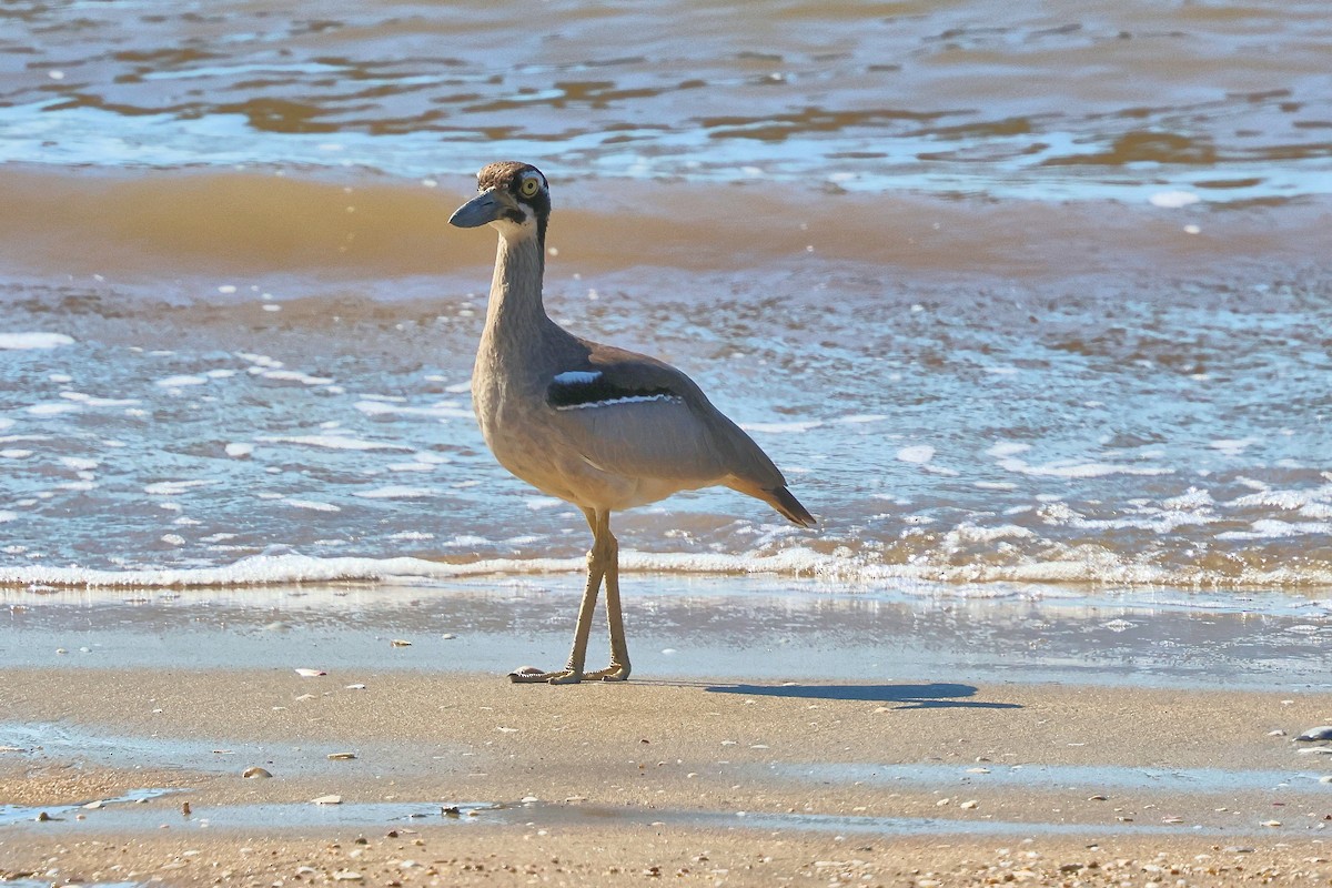 Beach Thick-knee - ML620127037