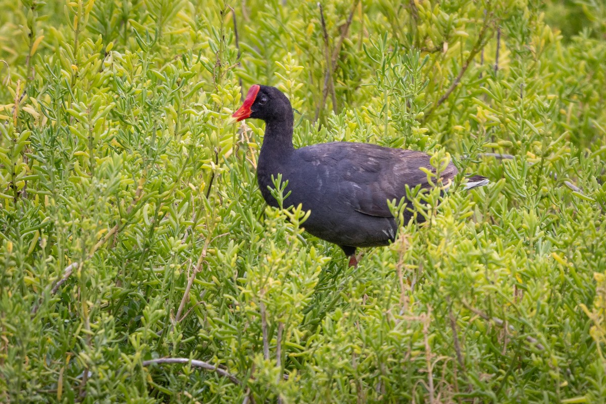 Common Gallinule - ML620127039