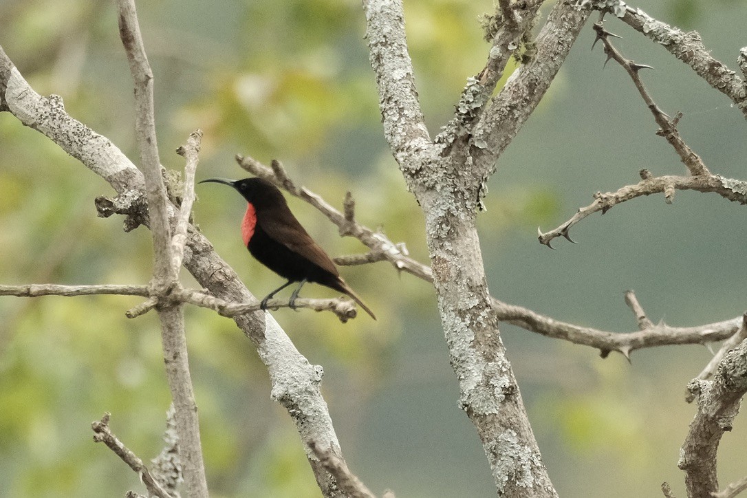 Scarlet-chested Sunbird - ML620127051