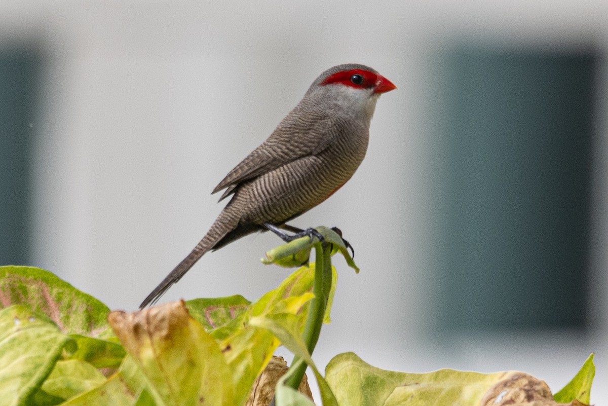 Common Waxbill - ML620127066