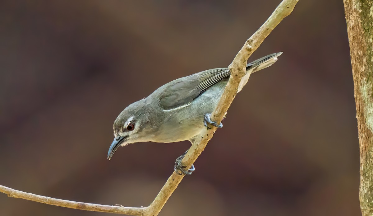 Mouse-brown Sunbird - ML620127068