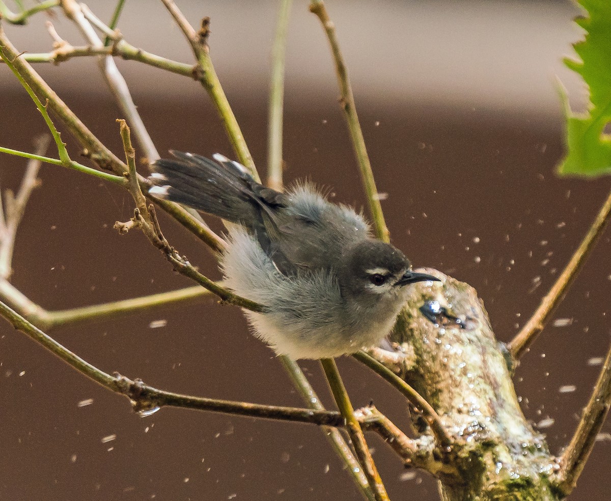 Mangrovenektarvogel - ML620127069