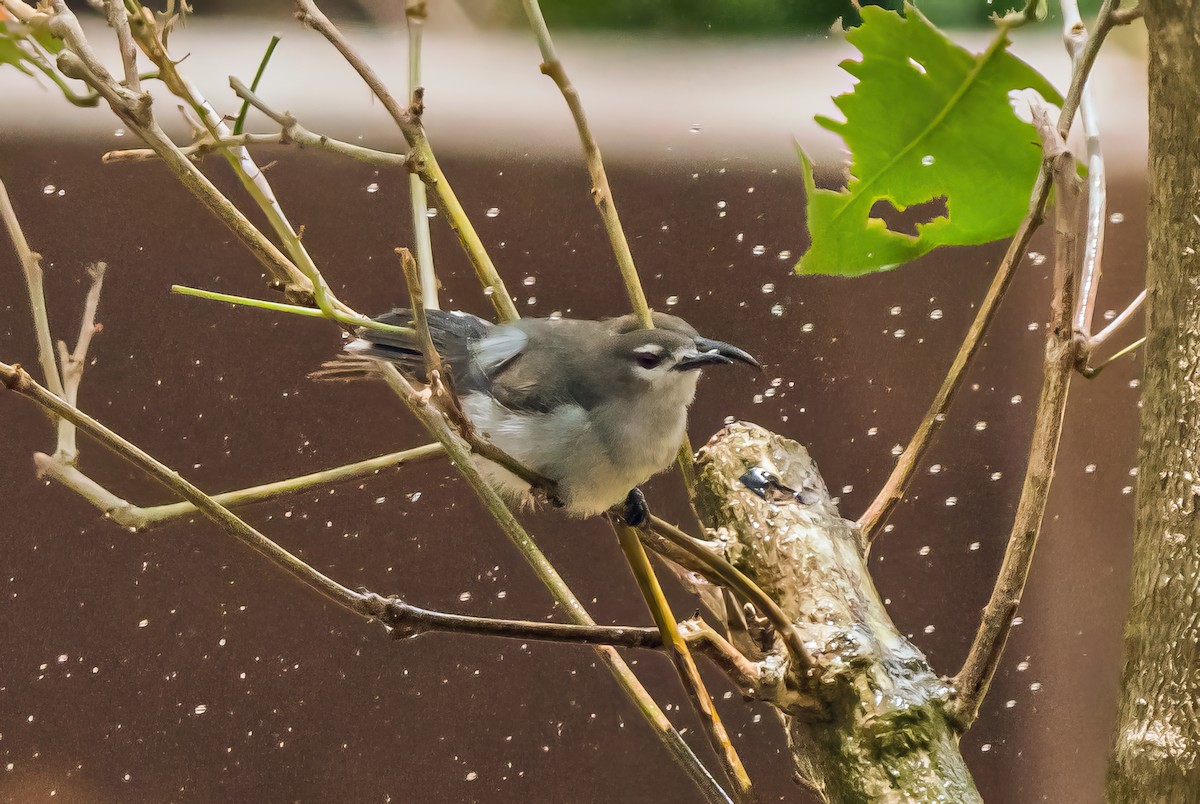 Mouse-brown Sunbird - ML620127071