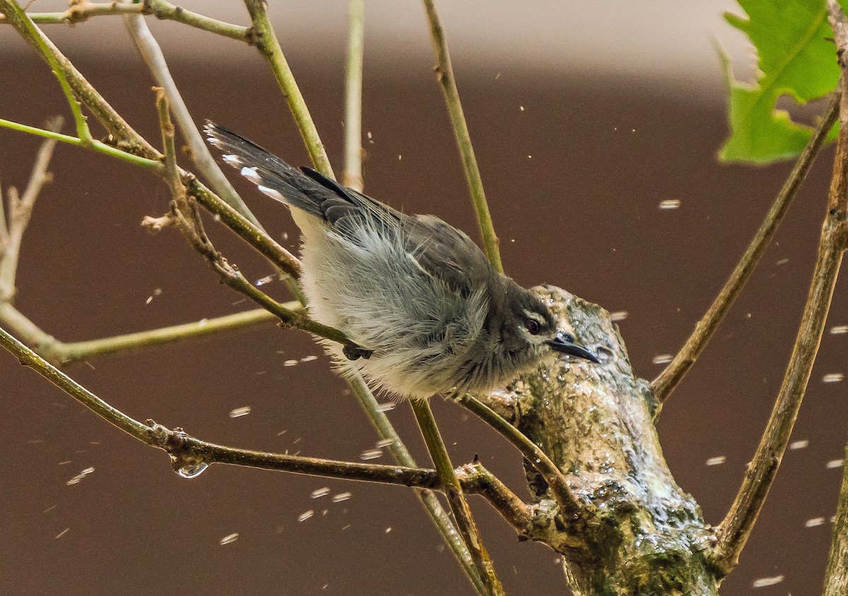 Mouse-brown Sunbird - ML620127072