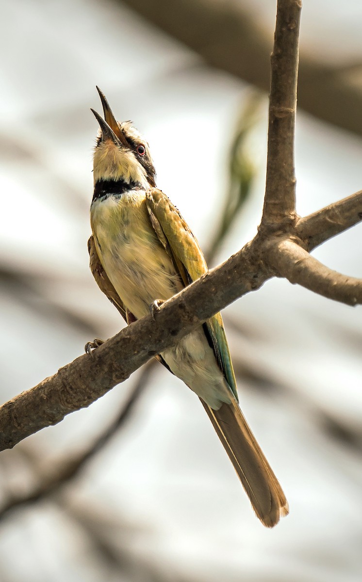 White-throated Bee-eater - ML620127076