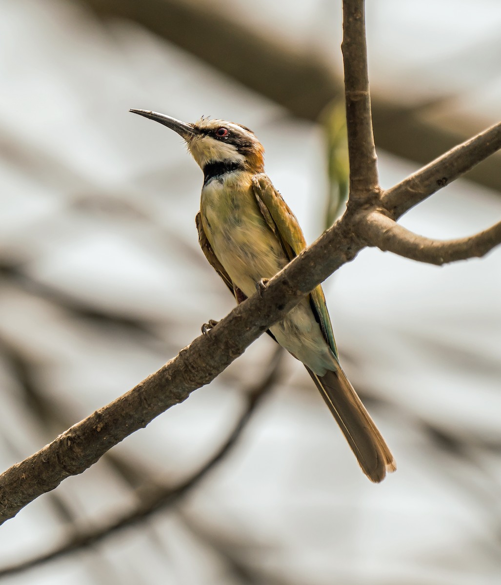 White-throated Bee-eater - Russell Scott